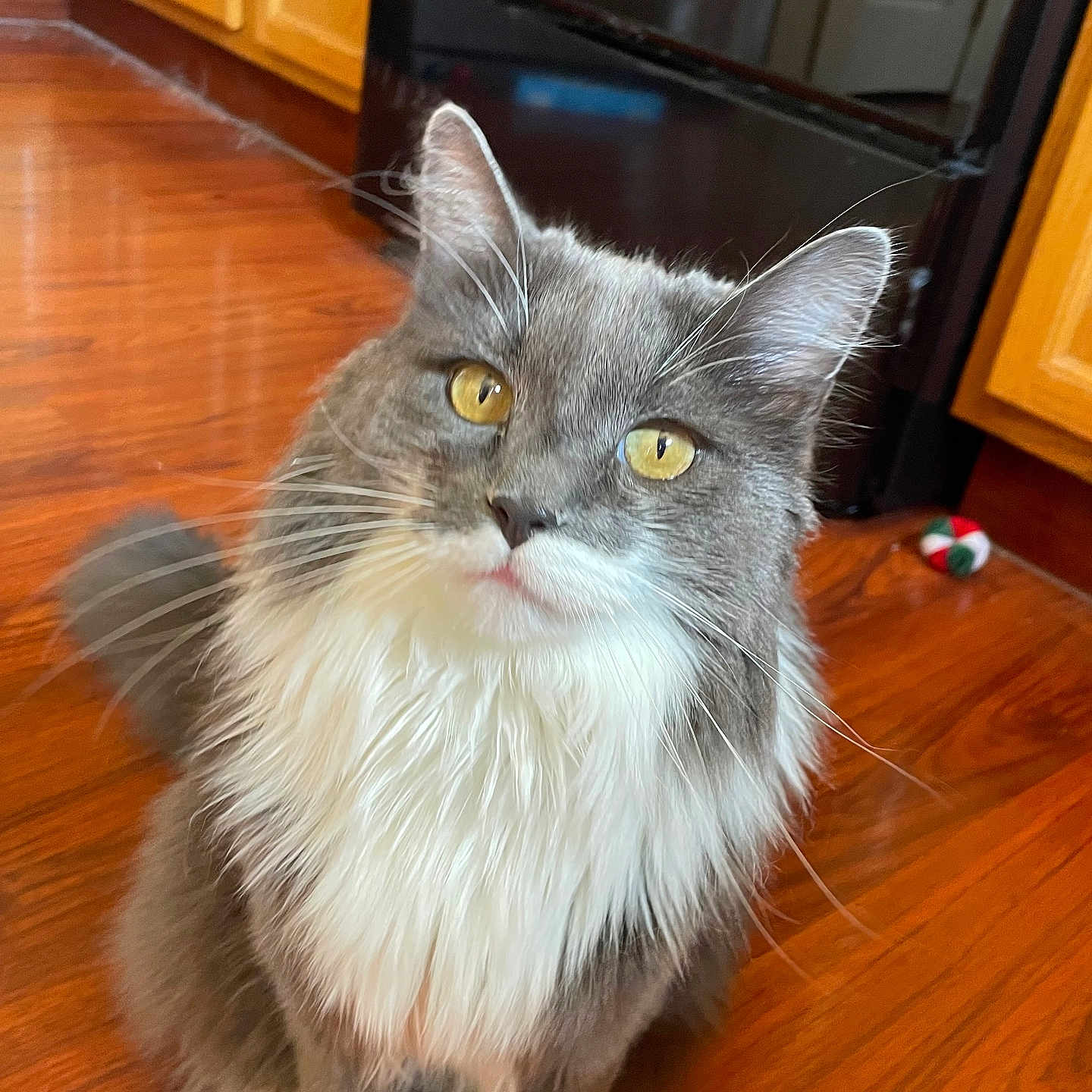 Coco joined the competition — help win amazing prizes! animal, background, cat, curious, domestic_cat, ears, feline, floor, fluffy, gray_cat, indoor, kitchen, pet, sitting, tail, toy, whiskers, white_fur, wooden_floor, yellow_eyes