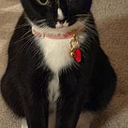Nana is registered to the contest to win money with this photo: black_and_white, carpet, cat, close_up, collar, cute, domestic_animal, eyes, feline, fur, indoor, looking_at_camera, mammal, paws, pet, portrait, sitting, tag, tuxedo_cat, whiskers