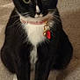 black_and_white, carpet, cat, close_up, collar, cute, domestic_animal, eyes, feline, fur, indoor, looking_at_camera, mammal, paws, pet, portrait, sitting, tag, tuxedo_cat, whiskers