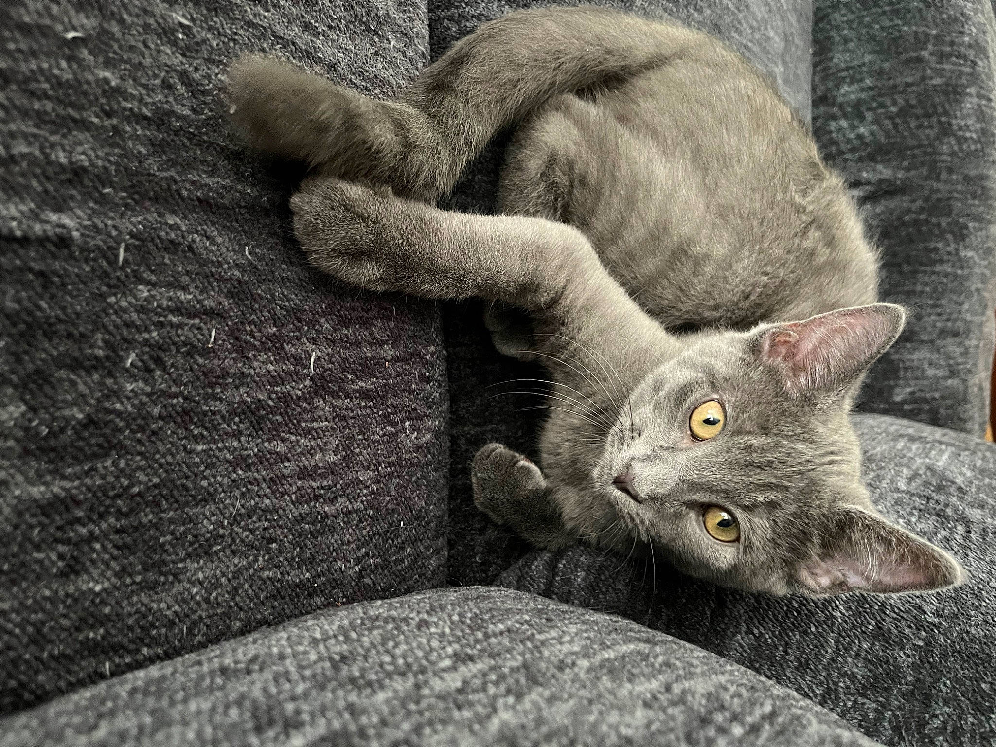 Jj joined the competition — help win amazing prizes! art, carnivore, cat, close_up, comfort, domestic_short_haired_cat, felidae, fur, gesture, grey, monochrome, monochrome_photography, paw, russian_blue, small_to_medium_sized_cats, snout, tail, whiskers, wildlife