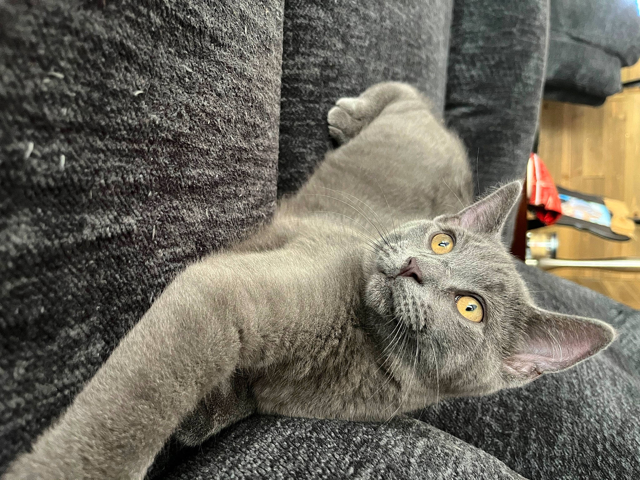 Jj is registered to the contest to win money with this photo: art, carnivore, cat, claw, close_up, comfort, domestic_short_haired_cat, ear, felidae, fur, gesture, grey, monochrome_photography, russian_blue, small_to_medium_sized_cats, snout, tail, terrestrial_animal, textile, whiskers