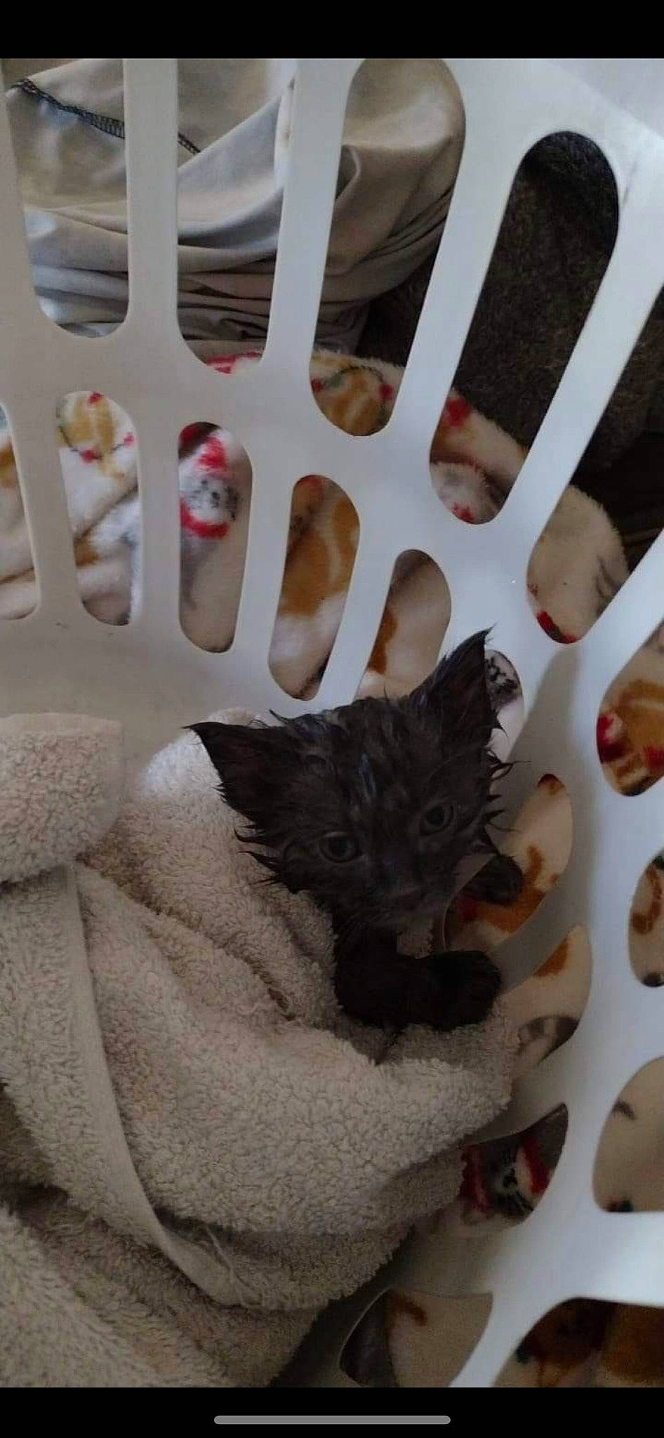 Jj joined the competition — help win amazing prizes! black_cat, canidae, carmine, carnivore, cat, claw, comfort, comfort_food, domestic_short_haired_cat, felidae, fur, linens, nail, pattern, paw, room, small_to_medium_sized_cats, tail, whiskers