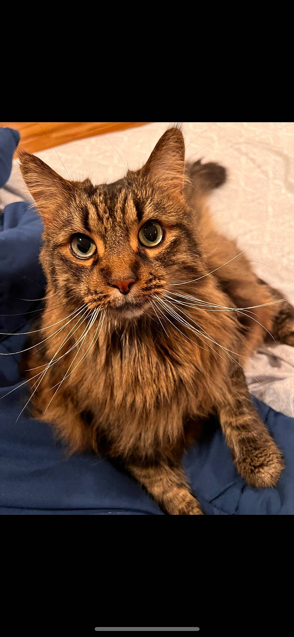 Jackie joined the competition — help win amazing prizes! carnivore, cat, claw, domestic_short_haired_cat, felidae, fur, hat, maine_coon, paw, small_to_medium_sized_cats, snout, sun_hat, tail, terrestrial_animal, whiskers, wildlife, wood