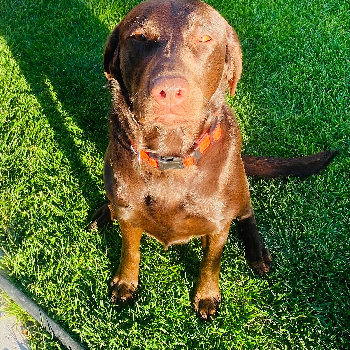 Molly