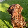 Molly is registered to the contest to win money with this photo: alert, animal, brown_fur, canine, chocolate_labrador, collar, cute, daylight, dog, domestic_animal, friendly, grass, greenery, labrador, nature, outdoor, pet, portrait, sitting, sunlight