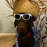 Molly joined the competition — help win amazing prizes! accessory, animal, bedroom, brown, carpet, chocolate, costume, decorative, dog, funny, furniture, hat, indoor, labrador, lei, pet, portrait, red_collar, sunglasses, tropical
