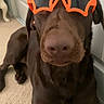 accessory, animal, brown_dog, canine, carpet, chocolate_labrador, closeup, companion, cute, dog, domestic_animal, funny, indoor, labrador, orange_sunglasses, pet, relaxed, resting, star_shaped, sunglasses