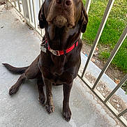 Molly joined the competition — help win amazing prizes! animal, canine, chocolate, collar, concrete, daylight, dog, ears, face, fur, grass, labrador, mud, nature, outdoor, paw, pet, porch, sitting, tail
