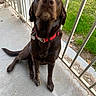 animal, canine, chocolate, collar, concrete, daylight, dog, ears, face, fur, grass, labrador, mud, nature, outdoor, paw, pet, porch, sitting, tail
