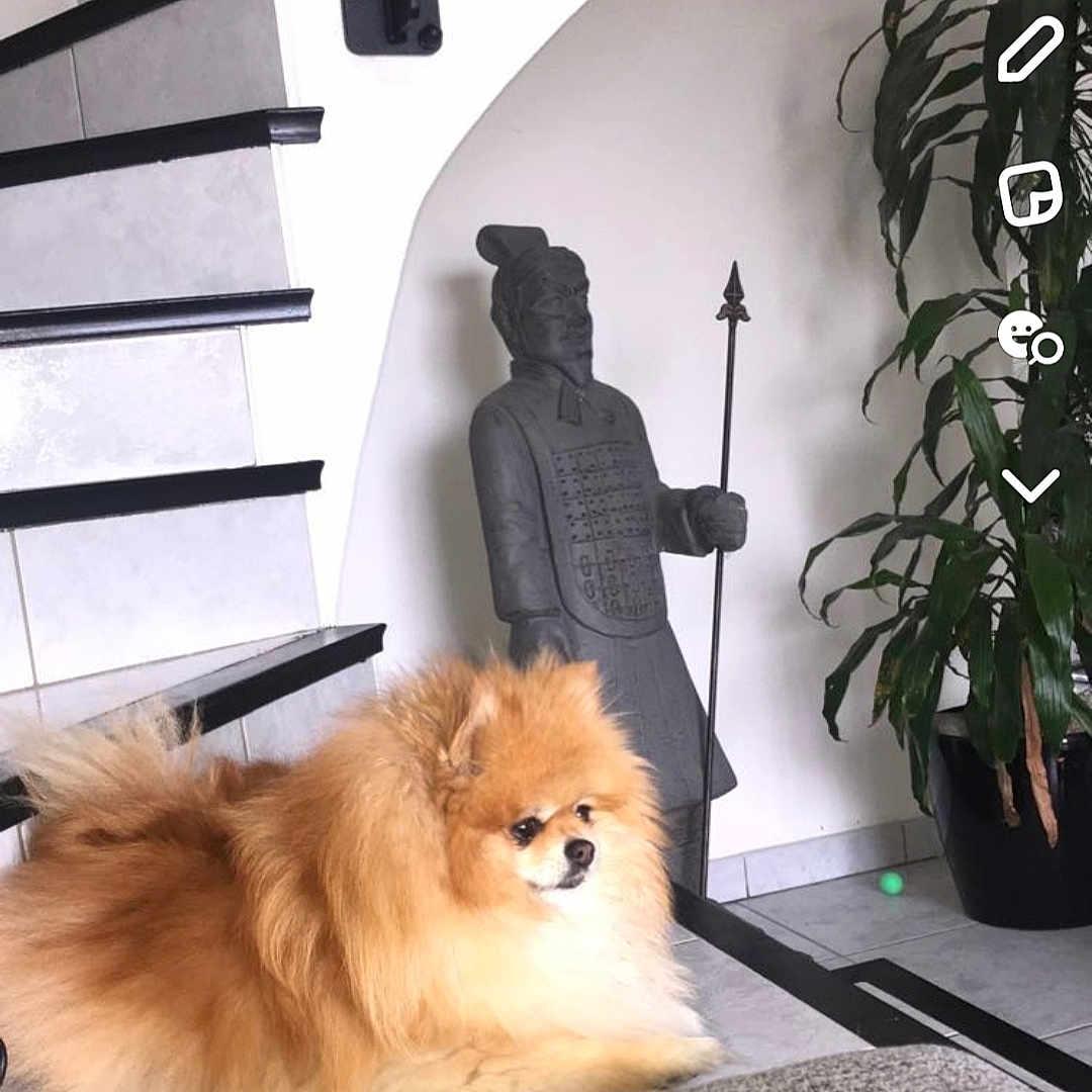 Louna participe au concours pour gagner de l'argent avec cette photo : adult, animal, architecture, art, building, canine, dog, face, foyer, head, indoors, interiordesign, landmark, male, man, person, pet, plant, sculpture, statue