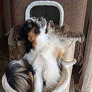 Arya a rejoint le concours — aidez-le/la à gagner de superbes lots ! dog, tricolor, fluffy, pet, indoor, cat_tree, hammock, curious, playful, fur, animal, scratching_post, cozy, home, furniture, natural_light, wood_floor, curtain, relaxed, paw