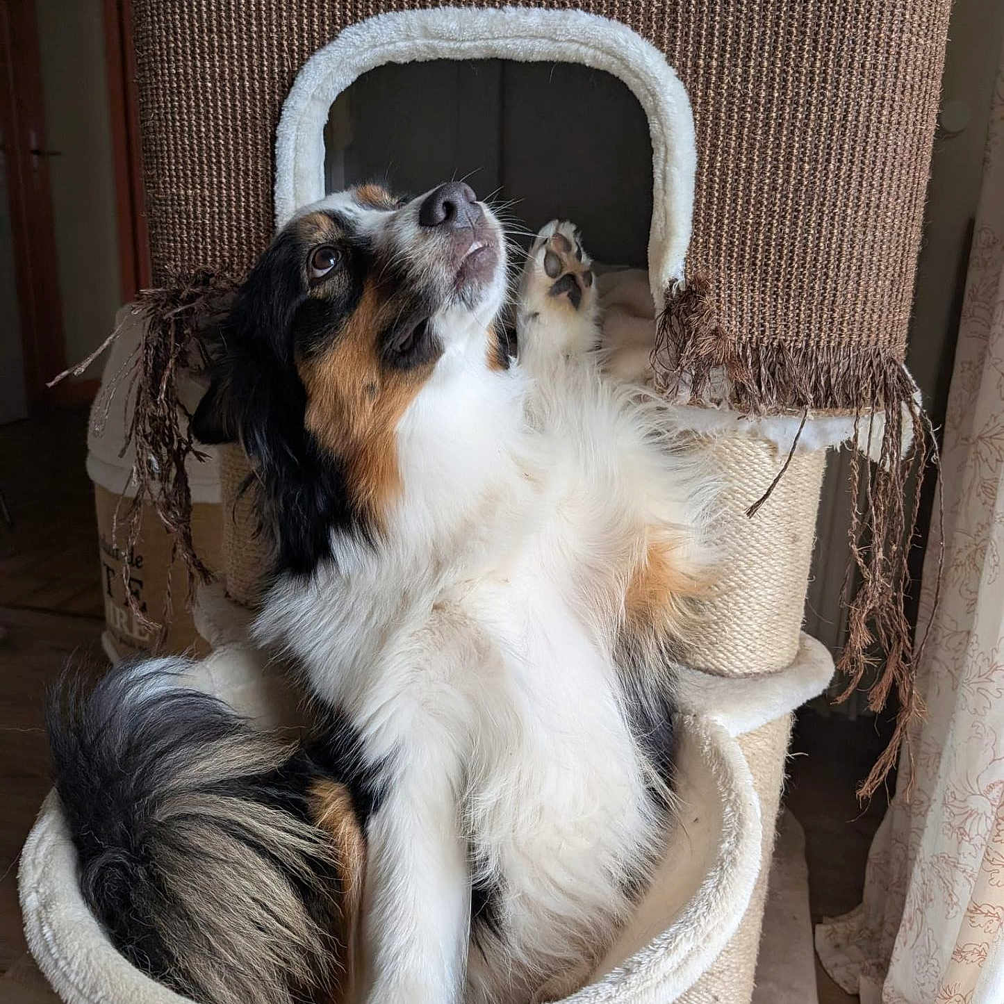 Arya a rejoint le concours — aidez-le/la à gagner de superbes lots ! dog, tricolor, fluffy, pet, indoor, cat_tree, hammock, curious, playful, fur, animal, scratching_post, cozy, home, furniture, natural_light, wood_floor, curtain, relaxed, paw