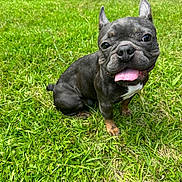 Enzo is registered to the contest to win money with this photo: black_dog, close_up, collar, dog, ears_up, french_bulldog, grass, happy, lawn, leash, outdoor, park, parked_car, pet, playful, portrait, short_hair, sitting, sunlight, tongue_out