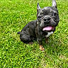 black_dog, close_up, collar, dog, ears_up, french_bulldog, grass, happy, lawn, leash, outdoor, park, parked_car, pet, playful, portrait, short_hair, sitting, sunlight, tongue_out