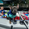 Enzo is registered to the contest to win money with this photo: adventure, animal, backyard, boat, boating, canine, child, dog, french_bulldog, inflatable_boat, life_jacket, outdoor, paddle, pet, portrait, recreation, standing, summer, sunny, water