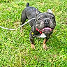 Enzo is registered to the contest to win money with this photo: animal, black_coat, brown_legs, bulldog, collar, dog, french_bulldog, grass, happy, harness, lawn, leash, open_mouth, outdoor, pet, portrait, smiling, standing, tongue, white_chest