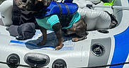 Enzo joined the competition — help win amazing prizes! adventure, animal, blue_vest, boat, canal, cruising, dog, dog_clothing, french_bulldog, inflatable_boat, life_jacket, marina, oar, outdoor, pet, reflection, safety_sign, sunlight, turquoise_shirt, water
