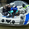 adventure, animal, blue_vest, boat, canal, cruising, dog, dog_clothing, french_bulldog, inflatable_boat, life_jacket, marina, oar, outdoor, pet, reflection, safety_sign, sunlight, turquoise_shirt, water