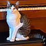 cat, tabby, white_fur, sitting, piano, piano_bench, wooden, keys, indoor, pet, animal, curious, feline, whiskers, tail, ears, eyes, fur_pattern, domestic_cat, closeup