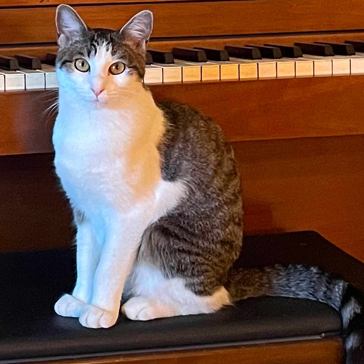 Missy joined the competition — help win amazing prizes! animal, cat, closeup, curious, domestic_cat, ears, eyes, feline, fur_pattern, indoor, keys, pet, piano, piano_bench, sitting, tabby, tail, whiskers, white_fur, wooden