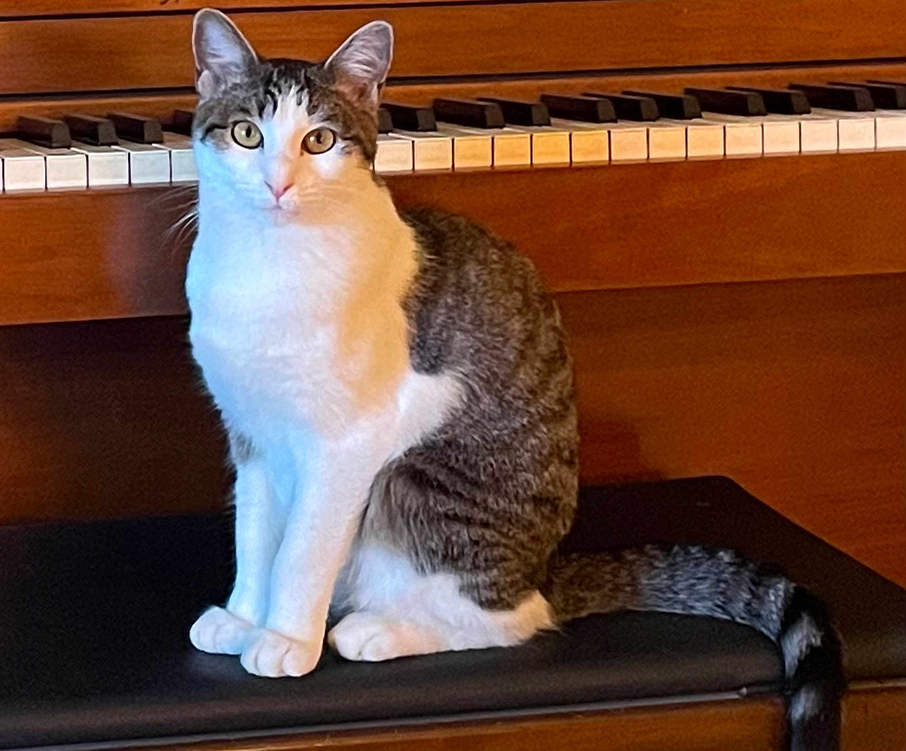 Missy joined the competition — help win amazing prizes! cat, tabby, white_fur, sitting, piano, piano_bench, wooden, keys, indoor, pet, animal, curious, feline, whiskers, tail, ears, eyes, fur_pattern, domestic_cat, closeup