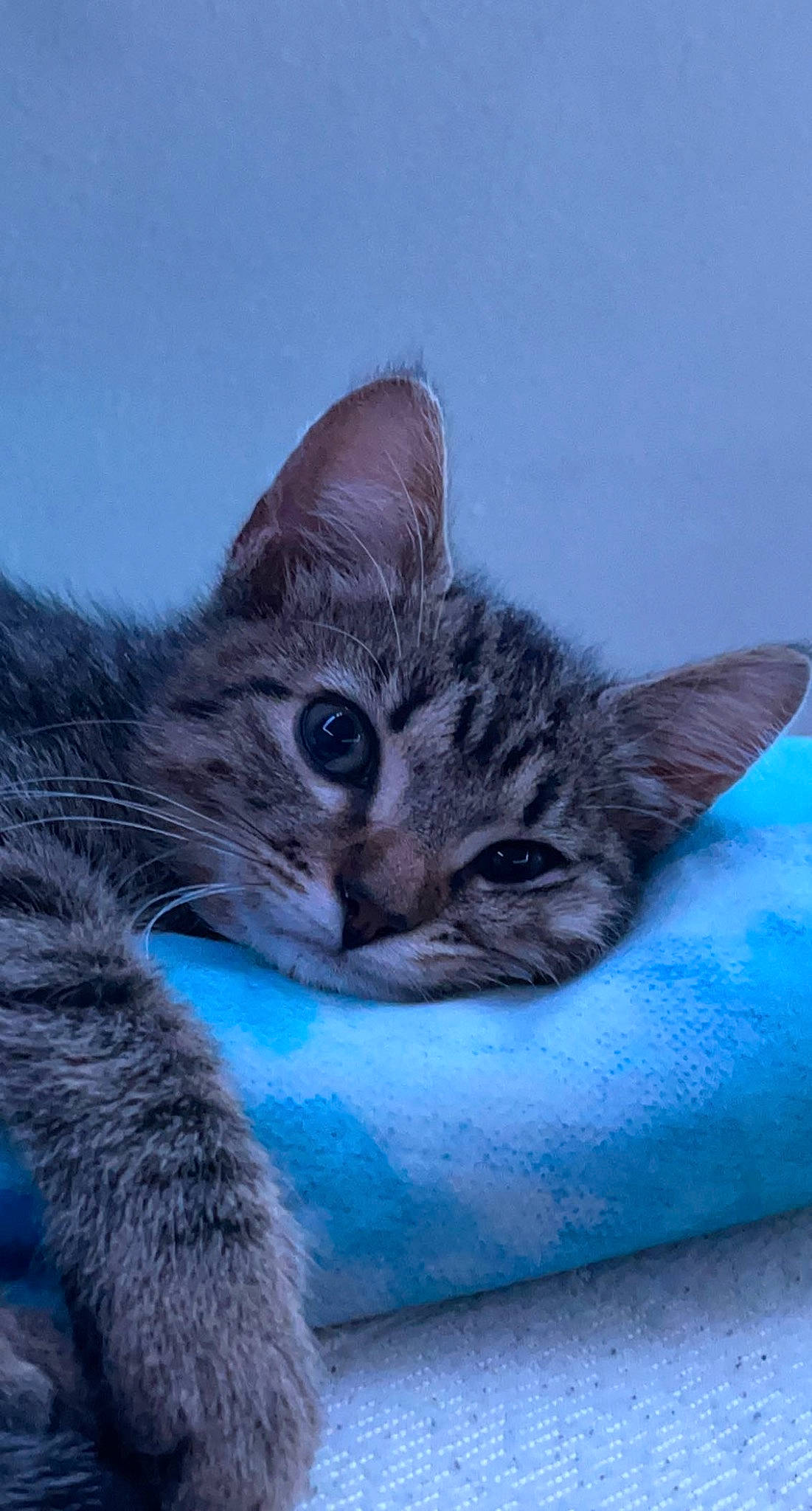 Honda joined the competition — help win amazing prizes! carnivore, cat, claw, comfort, domestic_short_haired_cat, electric_blue, felidae, fur, paw, sitting, sky, small_to_medium_sized_cats, snout, terrestrial_animal, whiskers