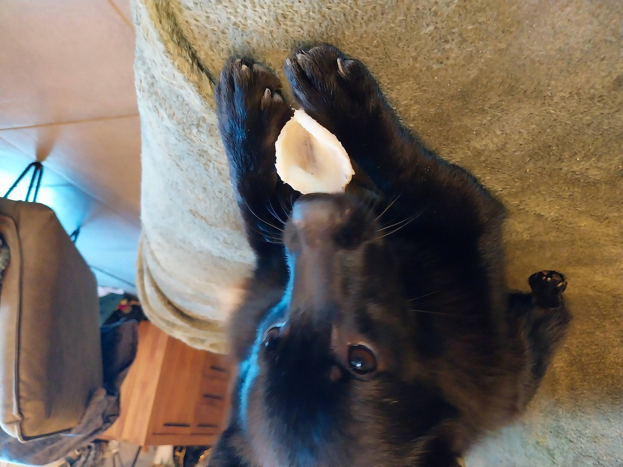 Louma a rejoint le concours — aidez-le/la à gagner de superbes lots ! carnivore, comfort, companion_dog, dog, dog_breed, ear, fawn, felidae, fur, gesture, liver, paw, small_to_medium_sized_cats, snout, sporting_group, tail, terrestrial_animal, whiskers, wood, working_animal