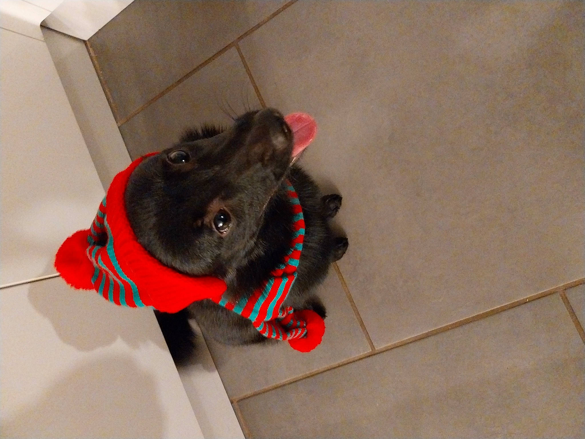 Louma participe au concours pour gagner de l'argent avec cette photo : canidae, carmine, carnivore, collar, companion_dog, dog, dog_breed, dog_collar, dog_supply, fashion_accessory, fawn, flooring, fur, grey, leash, personal_protective_equipment, pet_supply, snout, sporting_group, working_animal