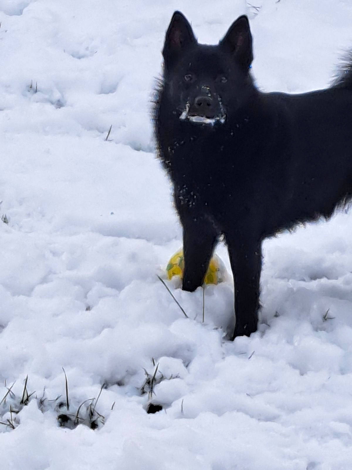 Louma participe au concours pour gagner de l'argent avec cette photo : black_cat, black_norwegian_elkhound, canidae, carnivore, dog, dog_breed, felidae, freezing, fur, german_spitz_mittel, precipitation, small_to_medium_sized_cats, snout, snow, sporting_group, tail, terrestrial_animal, whiskers, winter, wolf