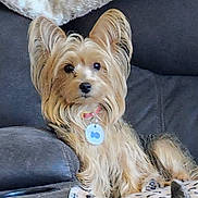 Onyx is registered to the contest to win money with this photo: dog, small_dog, fluffy, collar, tag, couch, blanket, paw_prints, indoor, pet, animal, fur, relaxing, seated, cute, companion, domestic, cozy, home, snug