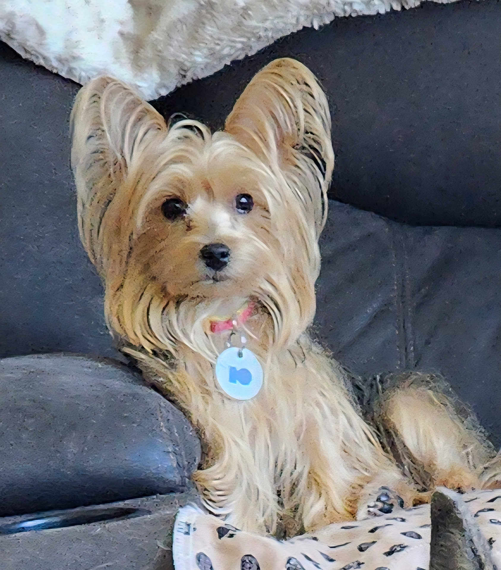 Onyx is registered to the contest to win money with this photo: dog, small_dog, fluffy, collar, tag, couch, blanket, paw_prints, indoor, pet, animal, fur, relaxing, seated, cute, companion, domestic, cozy, home, snug