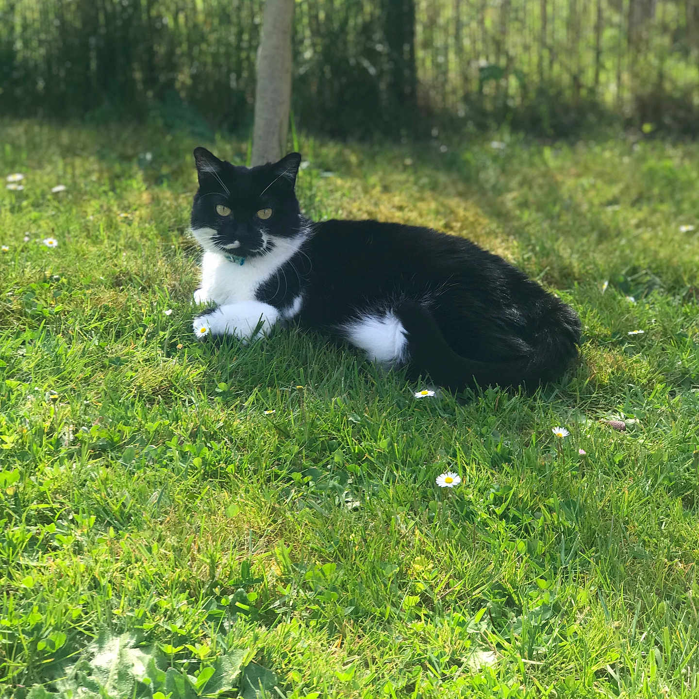 Mia participe au concours pour gagner de l'argent avec cette photo : animal, backyard, cat, field, flower, grass, grassland, green, herbal, herbs, land, lawn, manx, nature, outdoors, pet, plant, tree, vegetation, yard