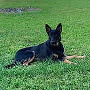 Charlie joined the competition — help win amazing prizes! dog, lying_down, grass, outdoor, animal, pet, black_and_tan, ears_up, alert, nature, canine, muzzle, fur, resting, ground, daylight, domestic_animal, watchful, summer, quiet