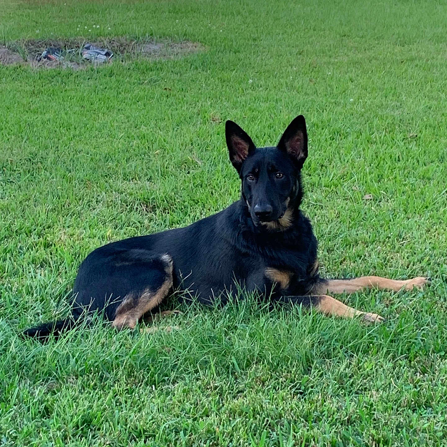 Charlie joined the competition — help win amazing prizes! alert, animal, black_and_tan, canine, daylight, dog, domestic_animal, ears_up, fur, grass, ground, lying_down, muzzle, nature, outdoor, pet, quiet, resting, summer, watchful
