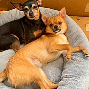 Odie And Lily is registered to the contest to win money with this photo: dog, pet, bed, cozy, cute, animal, canine, relaxed, brown_dog, black_dog, indoor, cardboard_box, fur, portrait, companion, cute_animals, resting, snuggle, pair, friendly