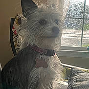 Darla is registered to the contest to win money with this photo: dog, indoor, couch, window, raindrops, collar, tag, furniture, pet, domestic_animal, canine, fur, side_view, light, shadow, relaxing, animal, house, rainy_weather, portrait