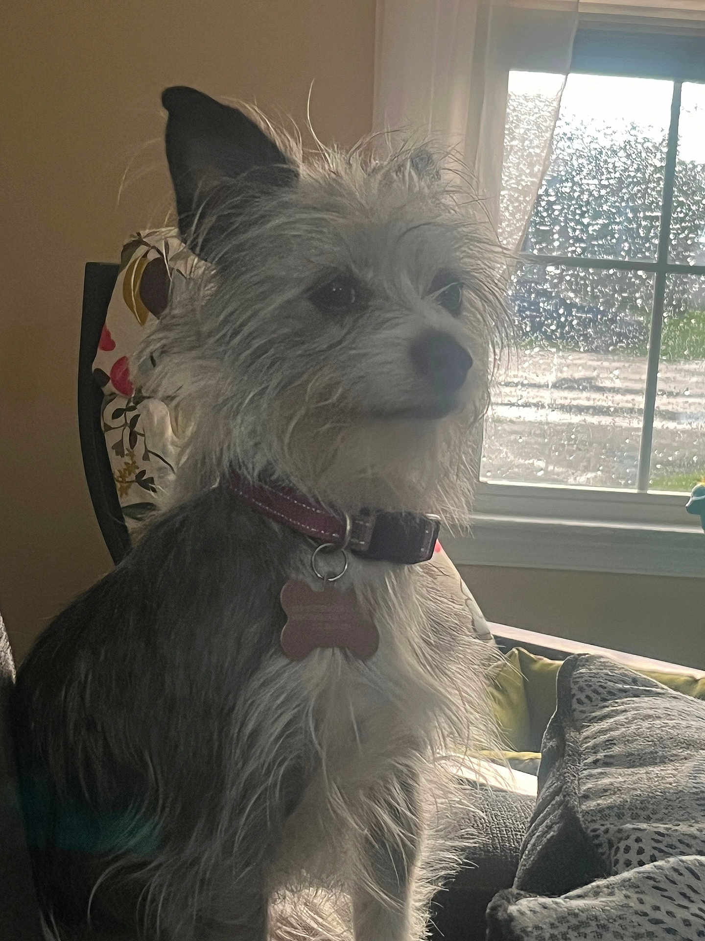 Darla is registered to the contest to win money with this photo: dog, indoor, couch, window, raindrops, collar, tag, furniture, pet, domestic_animal, canine, fur, side_view, light, shadow, relaxing, animal, house, rainy_weather, portrait
