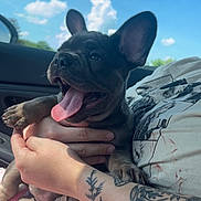Georgia is registered to the contest to win money with this photo: dog, puppy, french_bulldog, tongue_out, tattoo, arm, hand, car_interior, window, sky, clouds, sunlight, happy, pet, animal, cute, young_dog, sitting, human, holding