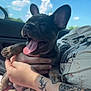 dog, puppy, french_bulldog, tongue_out, tattoo, arm, hand, car_interior, window, sky, clouds, sunlight, happy, pet, animal, cute, young_dog, sitting, human, holding