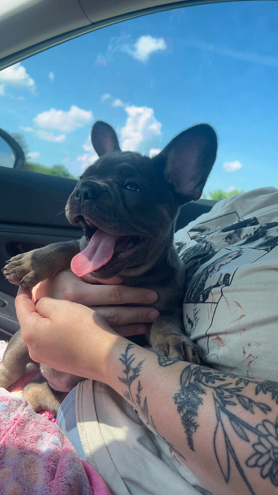 Georgia is registered to the contest to win money with this photo: dog, puppy, french_bulldog, tongue_out, tattoo, arm, hand, car_interior, window, sky, clouds, sunlight, happy, pet, animal, cute, young_dog, sitting, human, holding