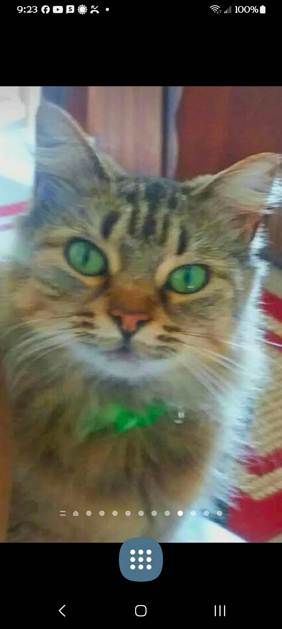 Bella is registered to the contest to win money with this photo: carnivore, cat, domestic_short_haired_cat, felidae, fur, grass, paw, photo_caption, small_to_medium_sized_cats, terrestrial_animal, whiskers, wildlife