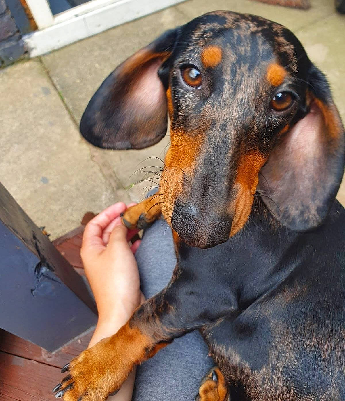 Copper joined the competition — help win amazing prizes! canidae, carnivore, companion_dog, dog, dog_breed, ear, fur, hound, hunting_dog, liver, puppy, scent_hound, snout, sporting_group, whiskers, working_animal, working_dog