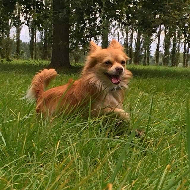 Malabar participe au concours pour gagner de l'argent avec cette photo : carnivore, companion_dog, dog, dog_breed, fawn, fur, german_spitz, german_spitz_klein, german_spitz_mittel, grass, liver, plant, snout, spitz, sporting_group, tail, terrestrial_animal, toy_dog, tree, working_animal