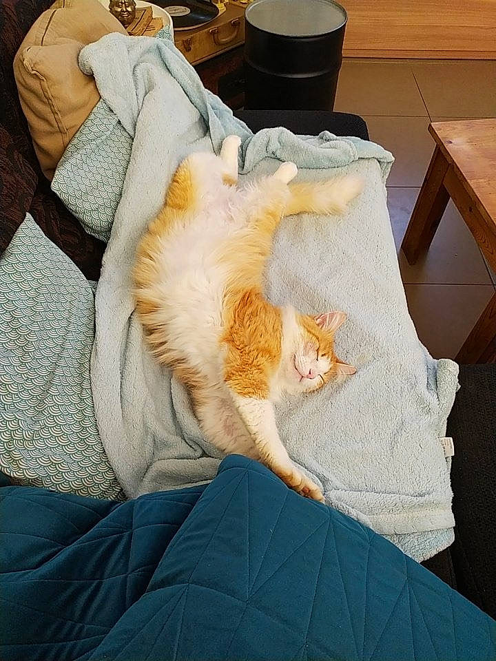 Flamme a rejoint le concours — aidez-le/la à gagner de superbes lots ! carnivore, cat, comfort, felidae, fur, linens, nap, small_to_medium_sized_cats, tail, textile, turkish_van