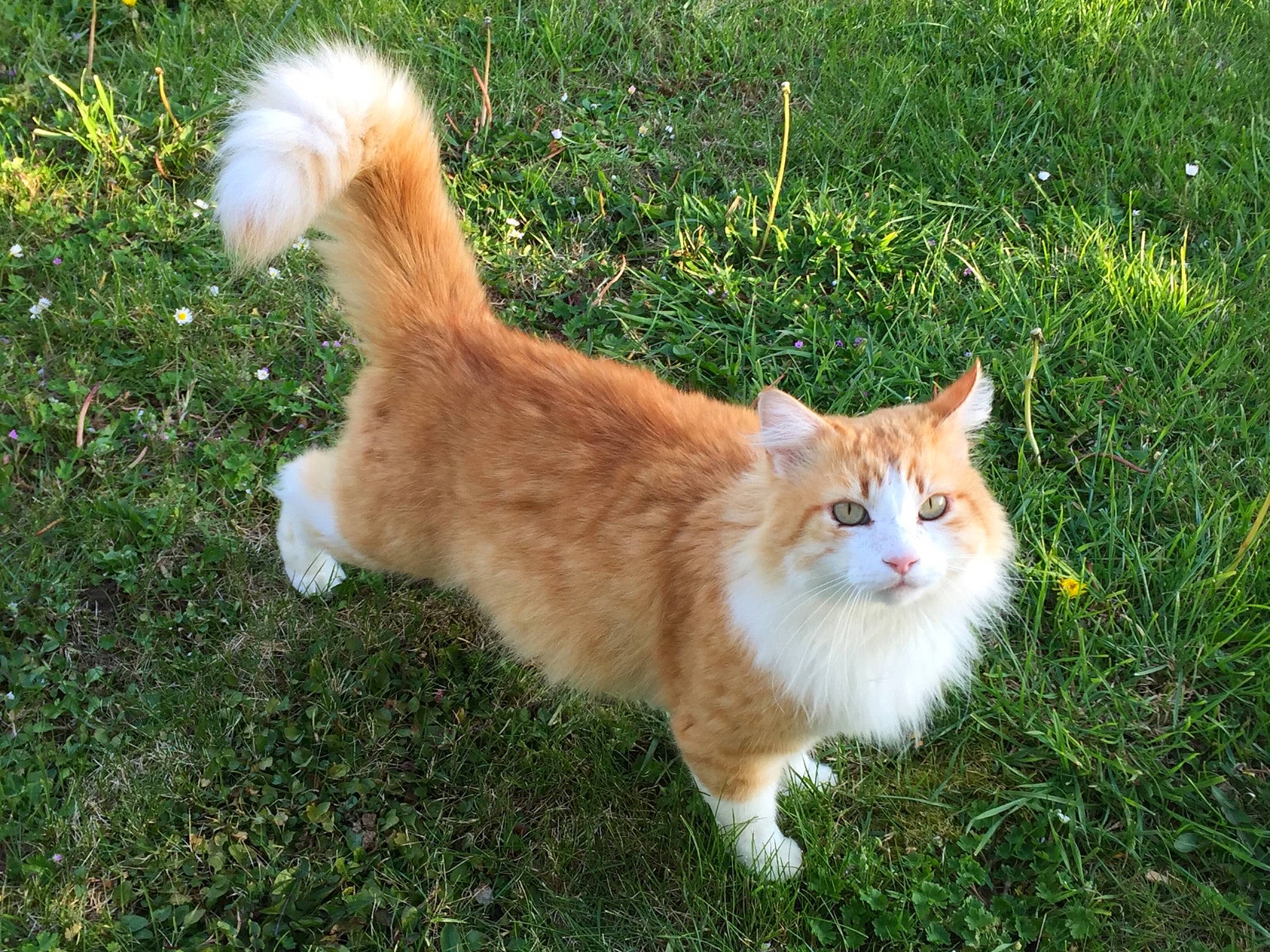 Flamme a rejoint le concours — aidez-le/la à gagner de superbes lots ! carnivore, cat, domestic_long_haired_cat, domestic_short_haired_cat, european_shorthair, fawn, felidae, fur, grass, maine_coon, mammal, norwegian_forest_cat, plant, polydactyl_cat, ragamuffin, small_to_medium_sized_cats, tabby_cat, tail, vertebrate, whiskers