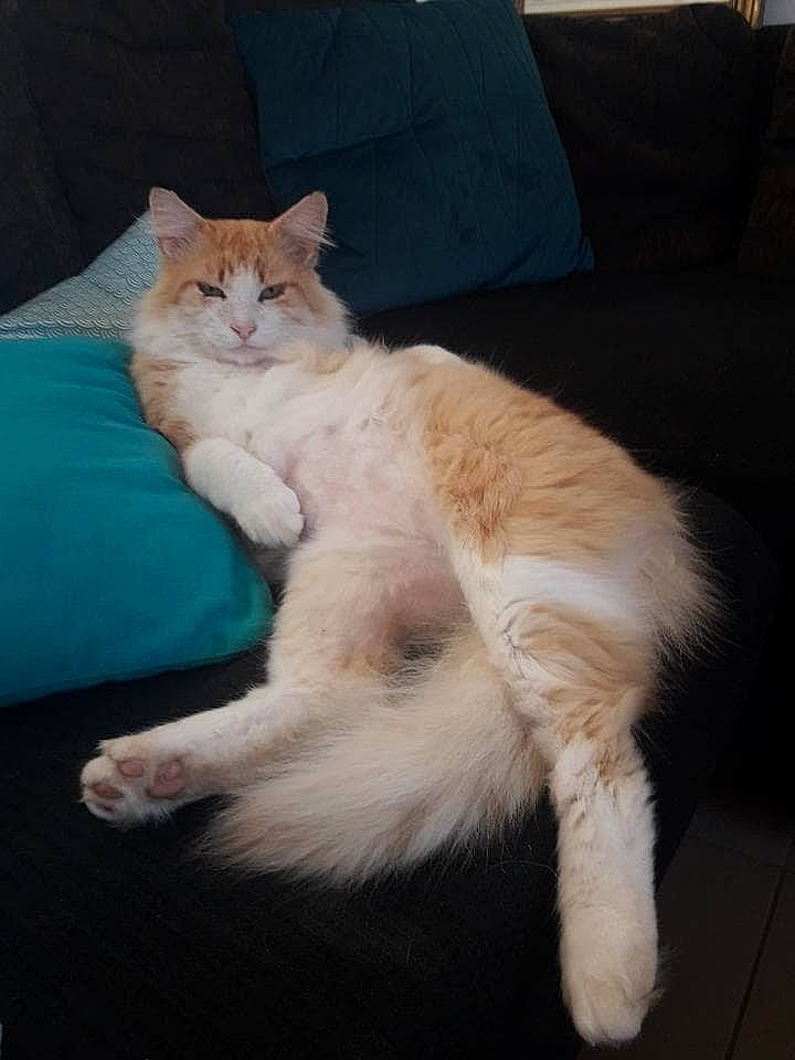 Flamme participe au concours pour gagner de l'argent avec cette photo : carnivore, cat, cymric, domestic_long_haired_cat, ear, fawn, felidae, fur, kitten, mammal, polydactyl_cat, sitting, small_to_medium_sized_cats, tail, turkish_angora, turkish_van, vertebrate, whiskers