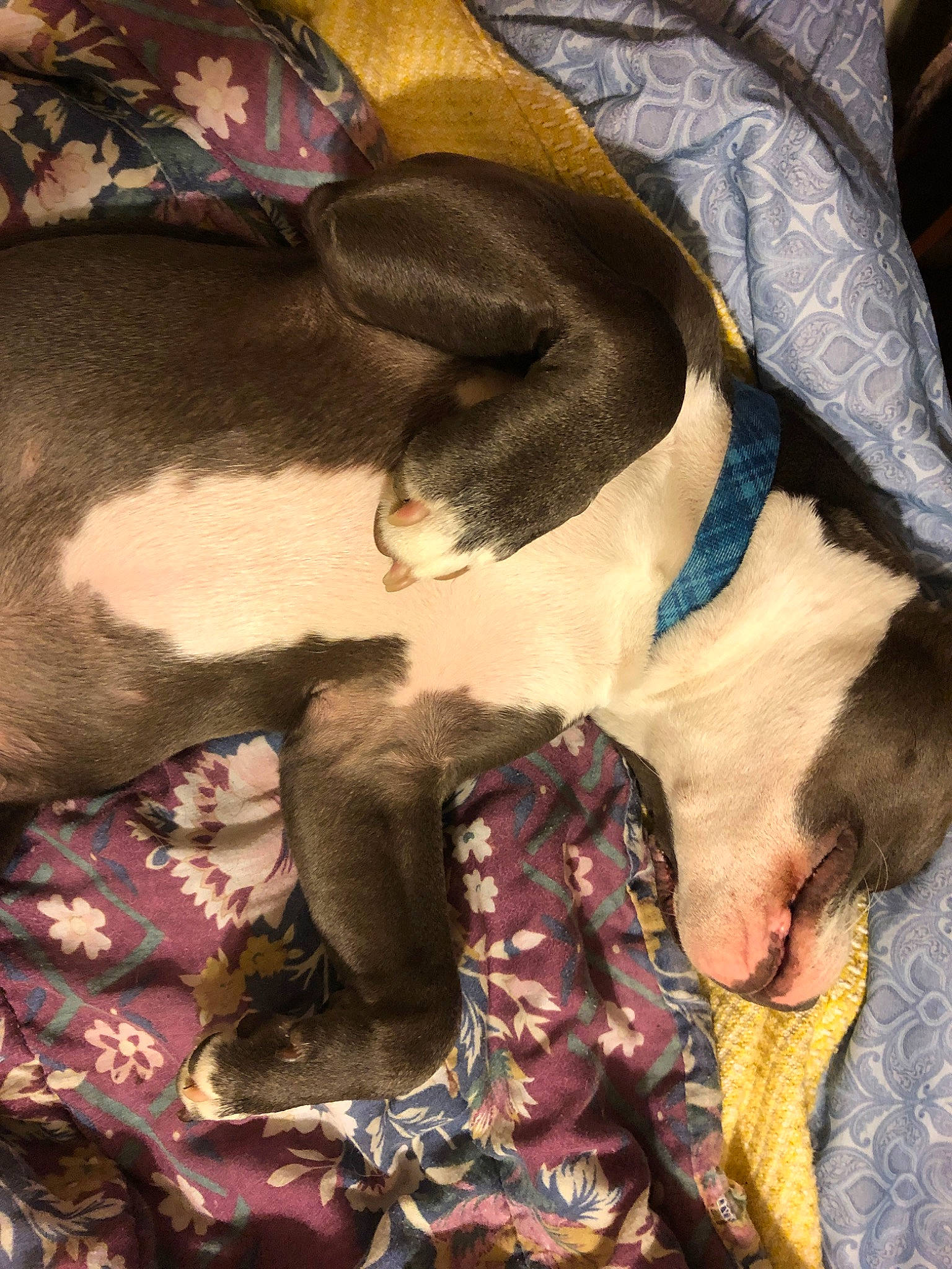 Hanzo is registered to the contest to win money with this photo: boston_terrier, canidae, carnivore, dog, dog_breed, fawn, italian_greyhound, non_sporting_group, sporting_group, weimaraner