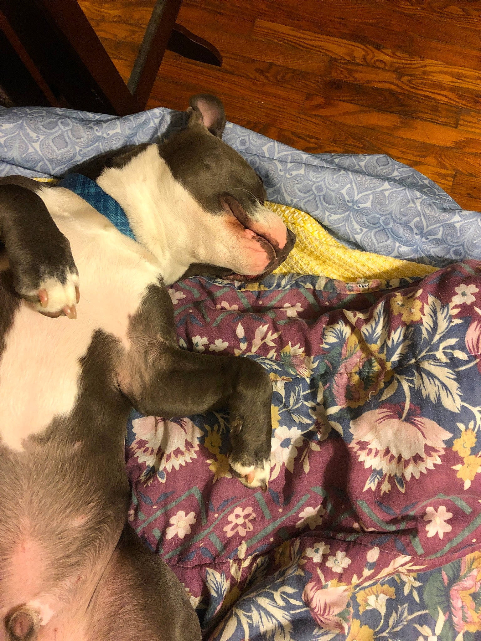 Hanzo joined the competition — help win amazing prizes! canidae, carnivore, dog, dog_breed, fawn, italian_greyhound, mammal, non_sporting_group, snout, vertebrate