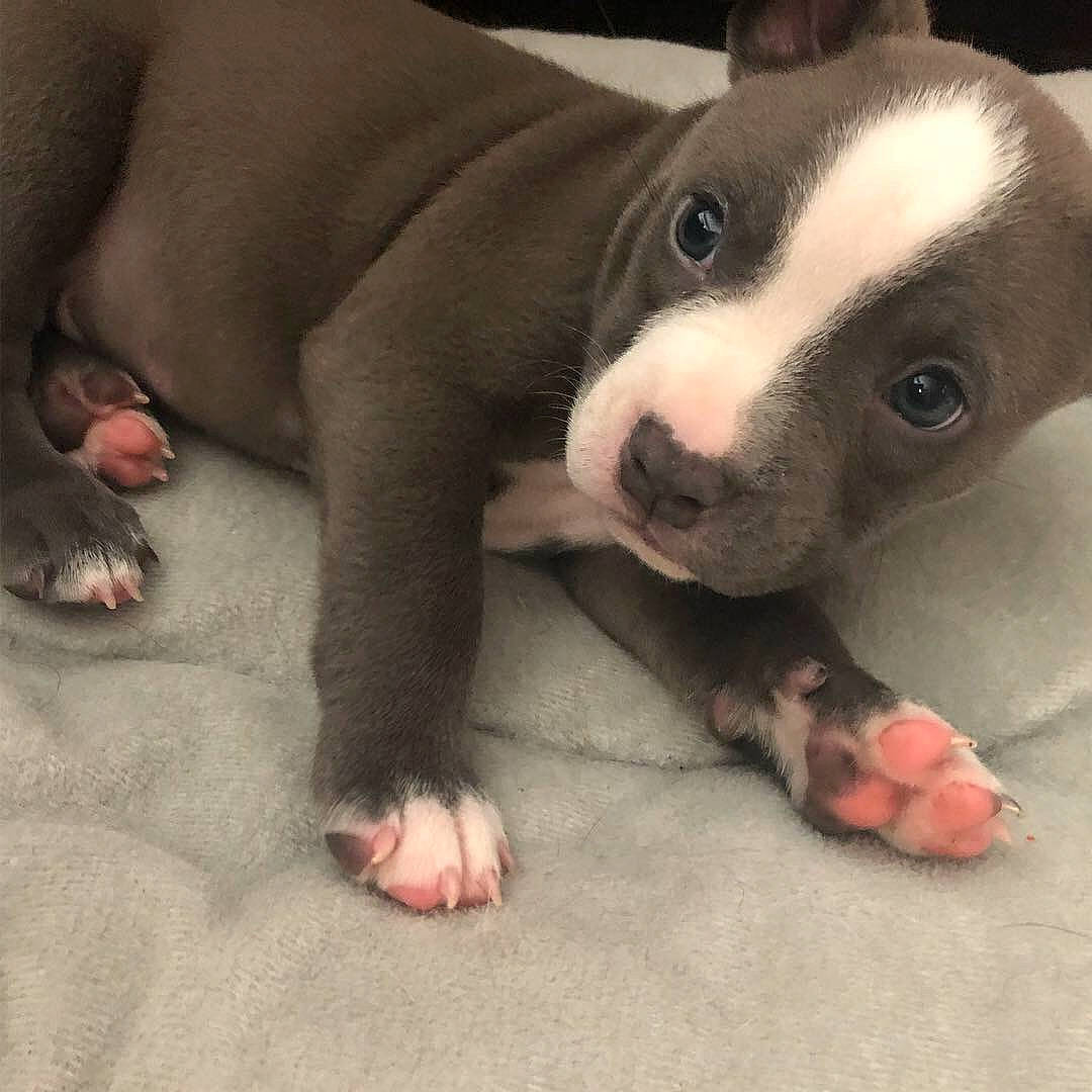 Hanzo is registered to the contest to win money with this photo: american_pit_bull_terrier, american_staffordshire_terrier, canidae, carnivore, dog, dog_breed, fawn, mammal, non_sporting_group, nose, pit_bull, puppy, snout, vertebrate