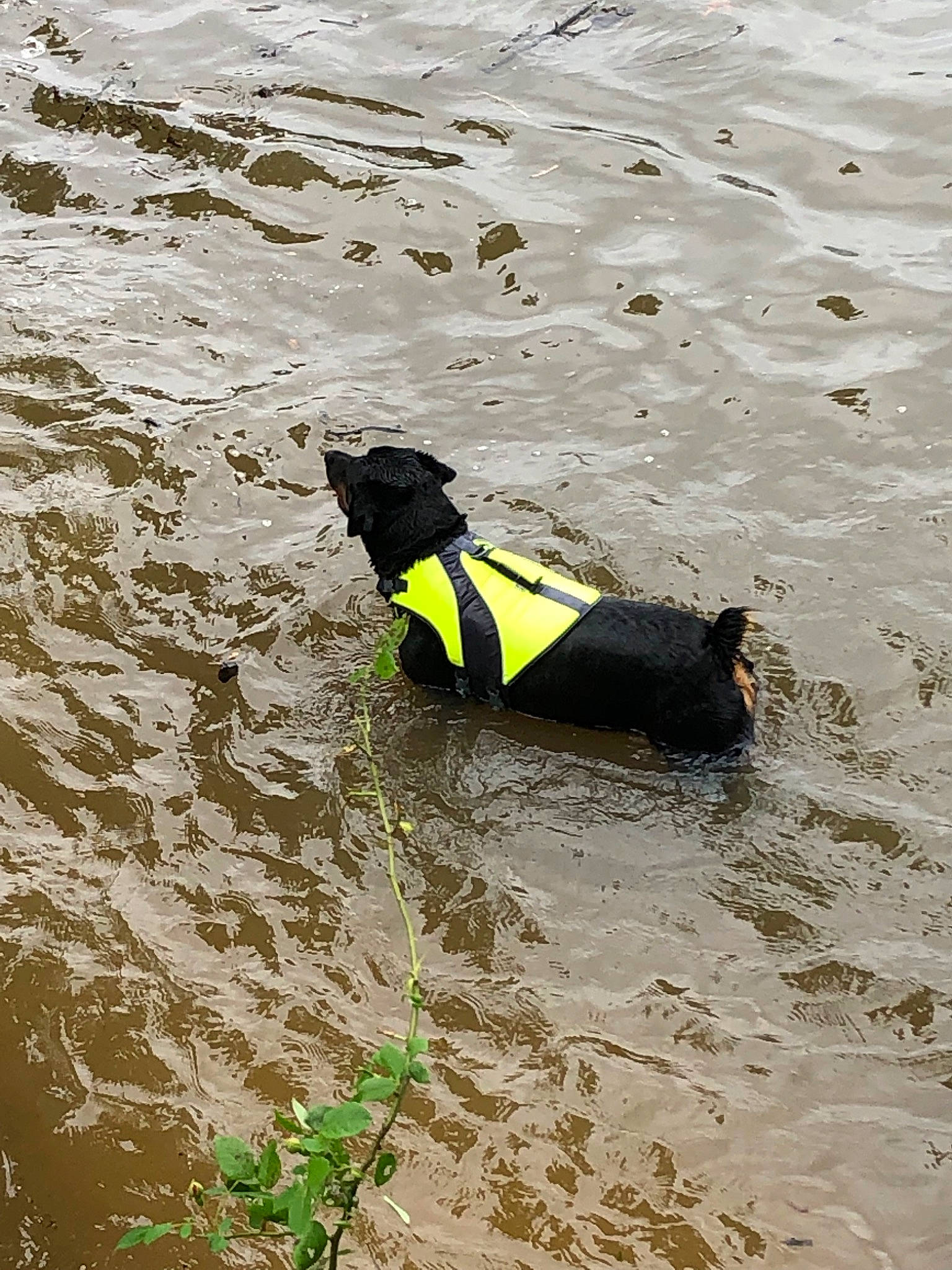 Kaiserin is registered to the contest to win money with this photo: beach, canidae, carnivore, coast, dog, dog_breed, play, sand, sea, sporting_group, vacation, water, wave, wind_wave